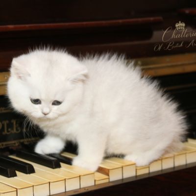 Rhoot Of British Archanges