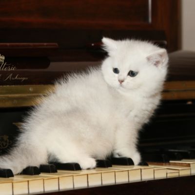 Rhoot Of British Archanges