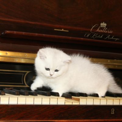 Rhoot Of British Archanges