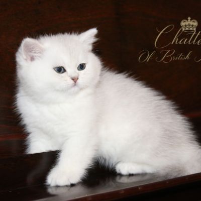 Rhoot Of British Archanges