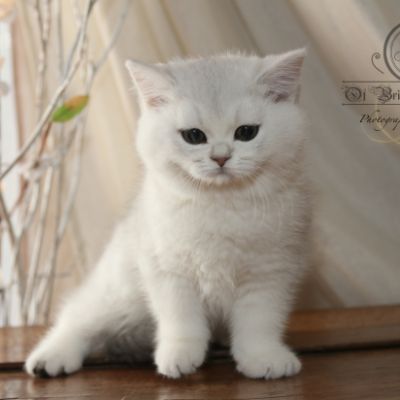 Rhoot Of British Archanges