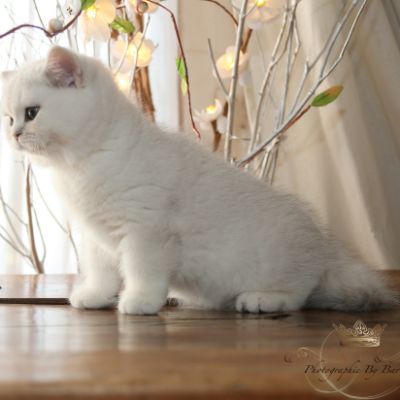 Rhoot Of British Archanges