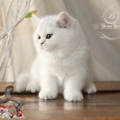 Rhoot Of British Archanges