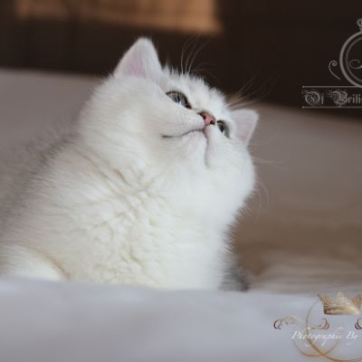 Rhoot Of British Archanges