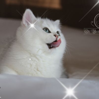 Rhoot Of British Archanges