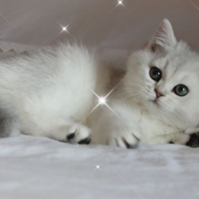 Rhoot Of British Archanges