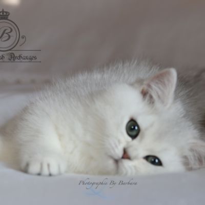 Rhoot Of British Archanges