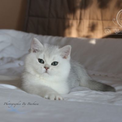 Rhoot Of British Archanges