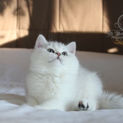 Rhoot Of British Archanges