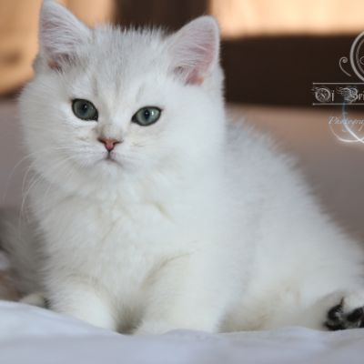 Rhoot Of British Archanges