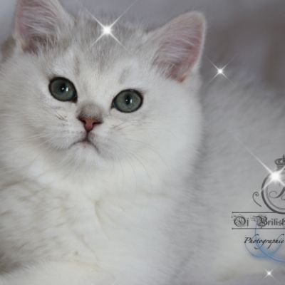 Rhoot Of British Archanges