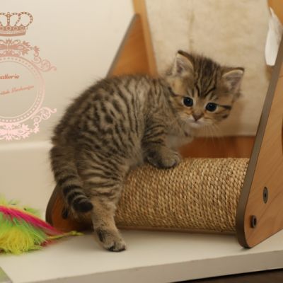 Son Altèse Of British Archanges