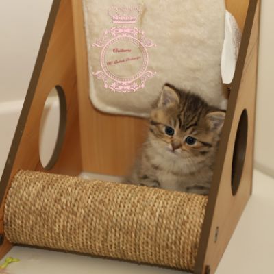 Son Altèse Of British Archanges