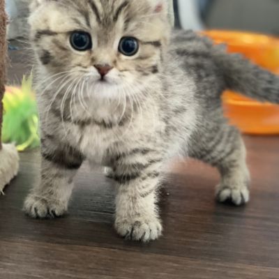 Sukie Of British Archanges