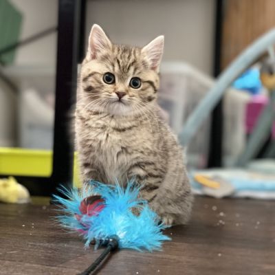 Sukie Of British Archanges