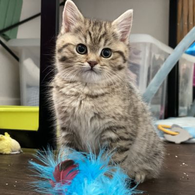 Sukie Of British Archanges