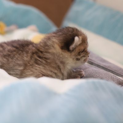 S...... OF British Archanges