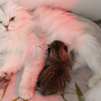 S...... OF British Archanges