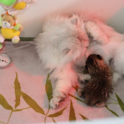 S...... OF British Archanges