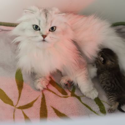 S...... OF British Archanges