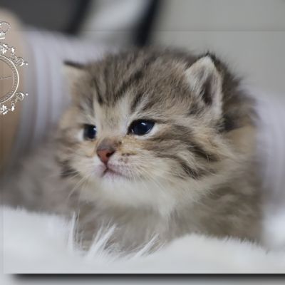 Son Altèse Of British Archanges