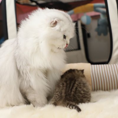 Son Altèse Of British Archanges