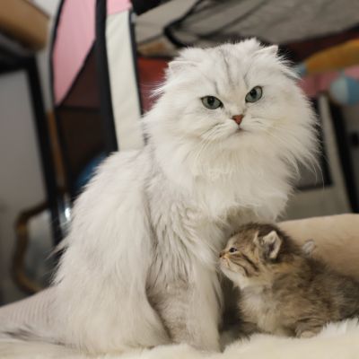 Son Altèse Of British Archanges