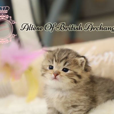 Son Altèse Of British Archanges
