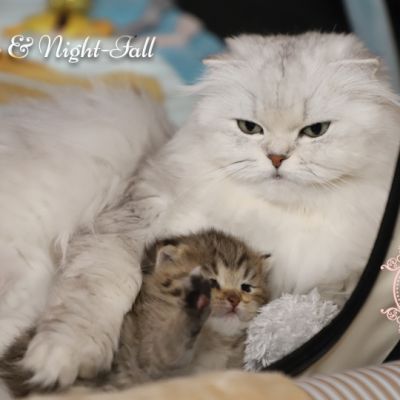 Son Altèse Of British Archanges