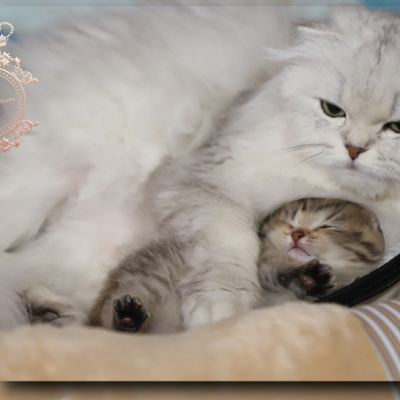 Son Altèse Of British Archanges