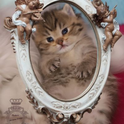 Son Altèse Of British Archanges