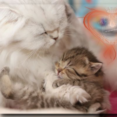 Son Altèse Of British Archanges