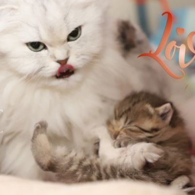 Son Altèse Of British Archanges