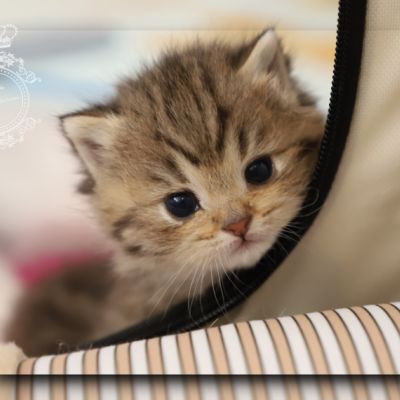 Son Altèse Of British Archanges