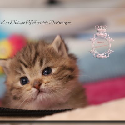 Son Altèse Of British Archanges
