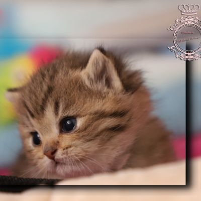 Son Altèse Of British Archanges