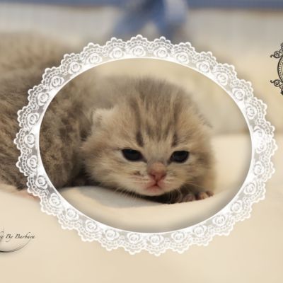 Toko Of british Archanges