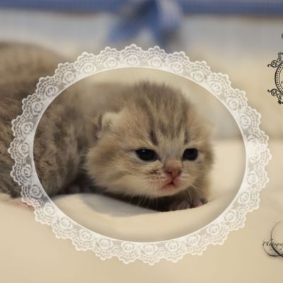 Toko Of british Archanges