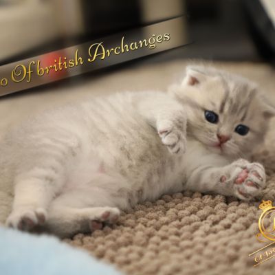 Toko Of british Archanges