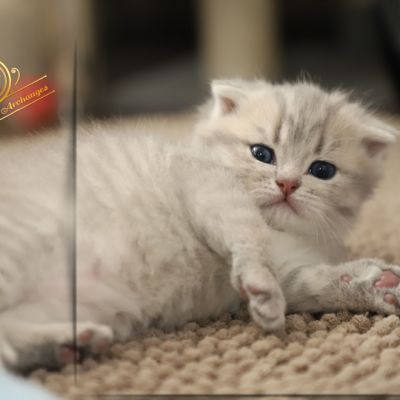 Toko Of british Archanges