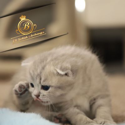 Toko Of british Archanges