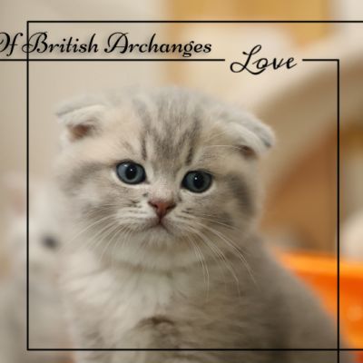 Toko Of british Archanges