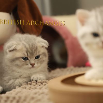 Toko Of british Archanges