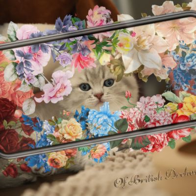 Toko Of british Archanges