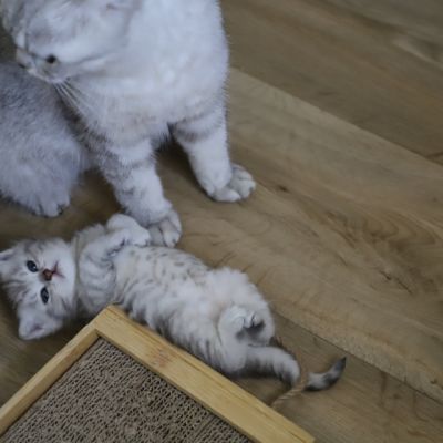 Vinci,Velours, Violine, Voltaire et Tibbie