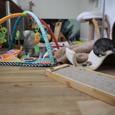 Vinci,Velours, Violine, Voltaire et Tibbie