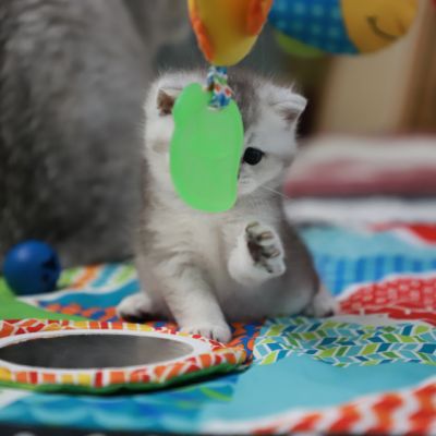 Vinci,Velours, Violine, Voltaire et Tibbie