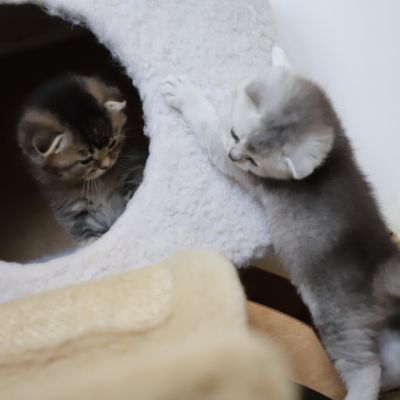 Vinci,Velours, Violine, Voltaire et Tibbie