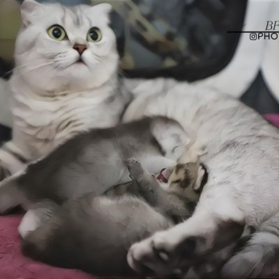 Vinci,Velours, Violine, Voltaire et Tibbie