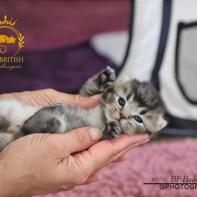 Vinci,Velours, Violine, Voltaire et Tibbie